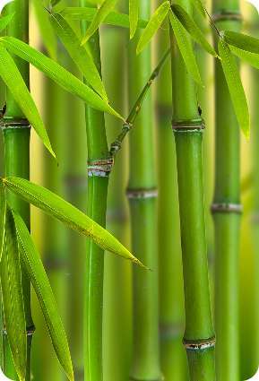 Bamboo