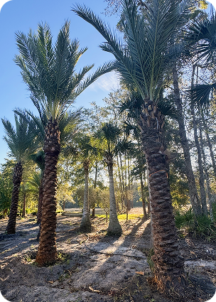 Palms